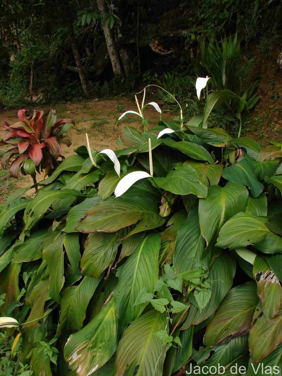 Spathiphyllum cannifolium (Dryand. ex Sims) Schott